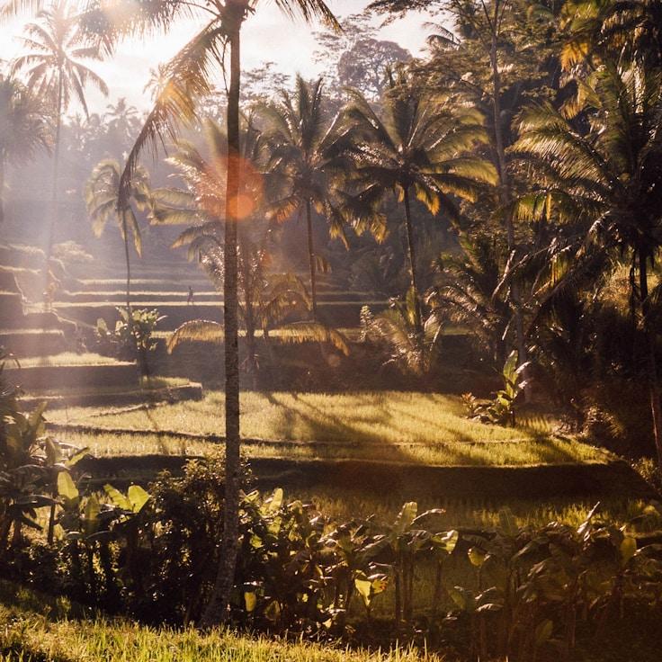 Family terraces and cafés for calm evenings in London